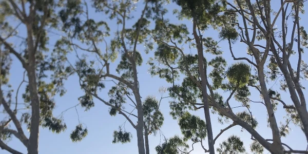 Didi Hirsch Mental Health Services