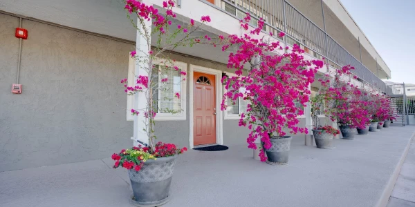 Recover Palm Springs